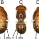 Image for article titled The same genes that cause cancer in humans paint spots on fruit fly butts